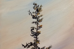 Adams Point Pine