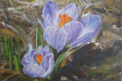 Crocus - SOLD