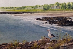 Colony Gull SOLD