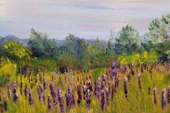 Lupine-Field-8x4-OCOP-2023-actual-scaled
