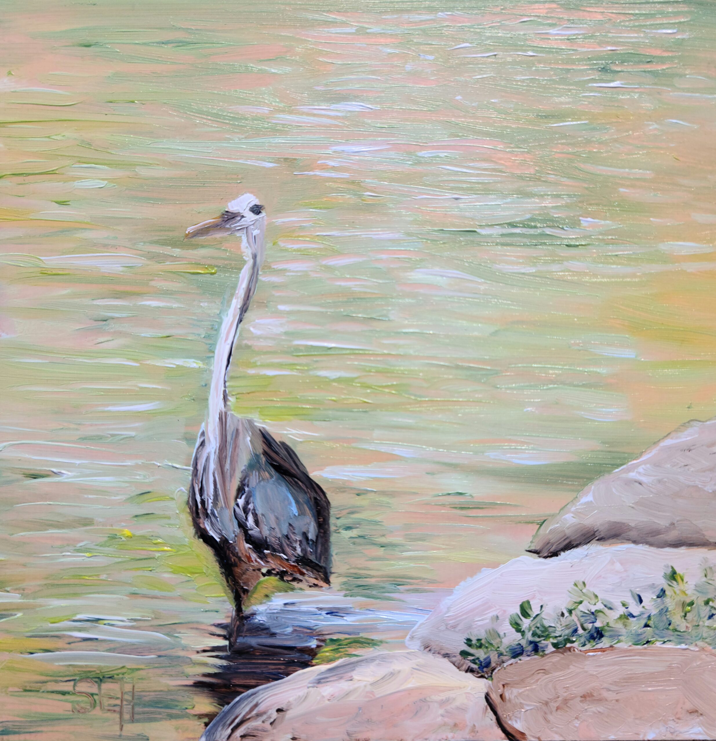 Pond Heron