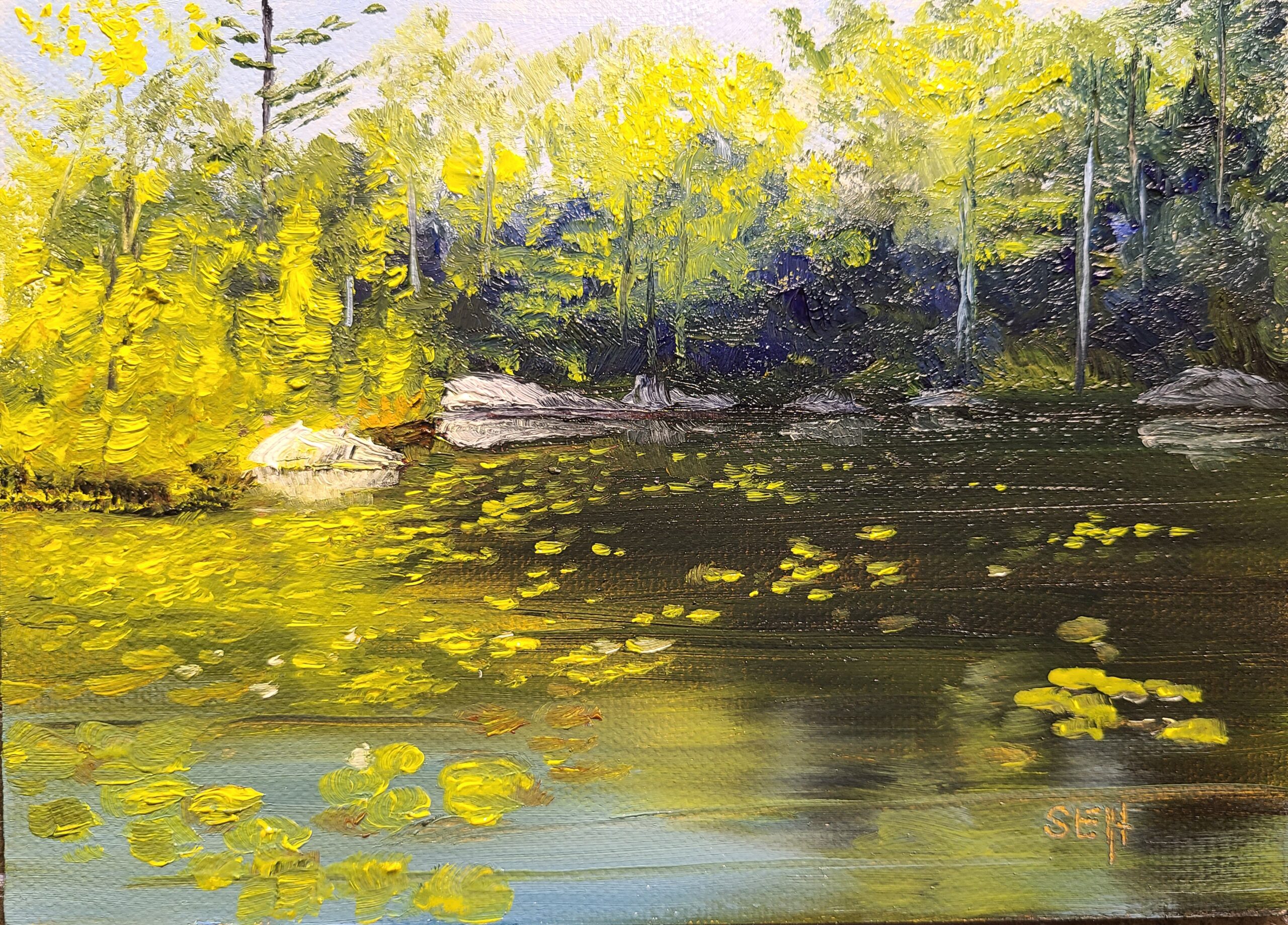 Stonehouse Pond Lilies